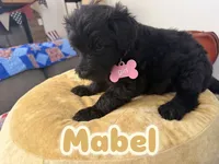 Mabel, a female Aussiedoodle and Labradoodle for sale in Taft, CA – 1 of 5