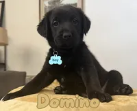 Domino, a male Aussiedoodle and Labradoodle for sale in Taft, CA – 1 of 5