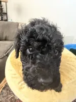 Teddy, a male Aussiedoodle and Labradoodle for sale in Taft, CA – 7 of 8