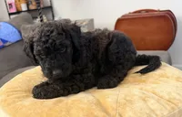 Cinnamon , a female Aussiedoodle and Labradoodle for sale in Taft, CA – 6 of 9