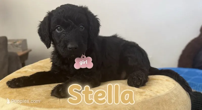 Stella  – Aussiedoodle, Labradoodle puppy for sale in Taft, CA