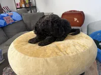 Cinnamon , a female Aussiedoodle and Labradoodle for sale in Taft, CA – 8 of 9