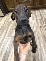 Winston, a male Belgian Malinois and Aussiedoodle for sale in Taft, CA – 8 of 8
