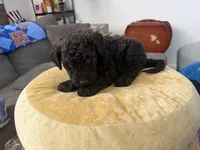 Cinnamon , a female Aussiedoodle and Labradoodle for sale in Taft, CA – 7 of 9