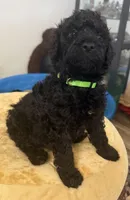 Teddy, a male Aussiedoodle and Labradoodle for sale in Taft, CA – 3 of 8