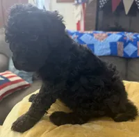 Teddy, a male Aussiedoodle and Labradoodle for sale in Taft, CA – 6 of 8