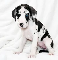 Makani , a female Great Dane for sale in San Angelo, TX – 3 of 9