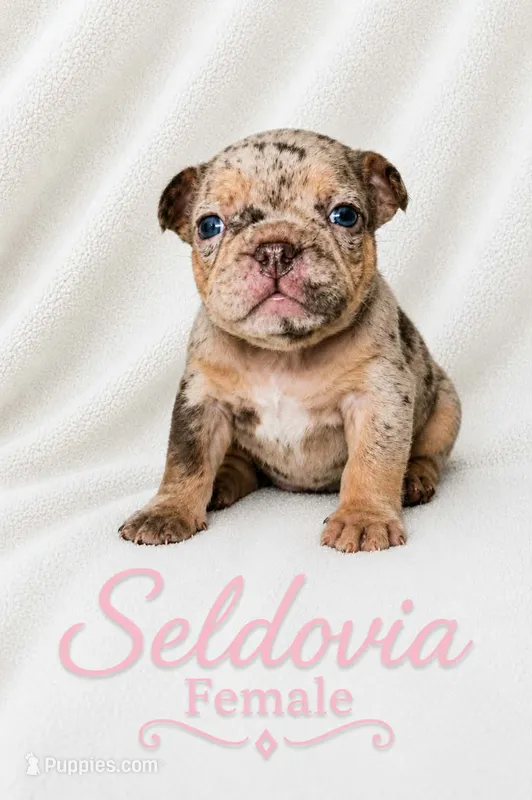 Seldovia – French Bulldog puppy for sale in San Angelo, TX