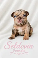 Seldovia, a female French Bulldog for sale in San Angelo, TX – 1 of 4