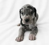 Orkid , a female Great Dane for sale in San Angelo, TX – 4 of 10
