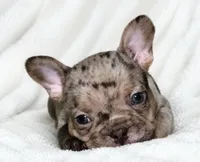 Seldovia, a female French Bulldog for sale in San Angelo, TX – 4 of 8
