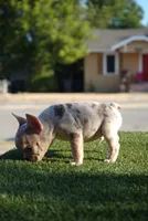 Adak, a male French Bulldog for sale in San Angelo, TX – 3 of 10