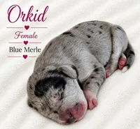 Orkid , a female Great Dane for sale in San Angelo, TX – 2 of 2
