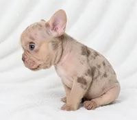 Adak, a male French Bulldog for sale in San Angelo, TX – 6 of 10