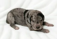Orkid , a female Great Dane for sale in San Angelo, TX – 10 of 10
