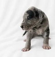 Orkid , a female Great Dane for sale in San Angelo, TX – 6 of 10