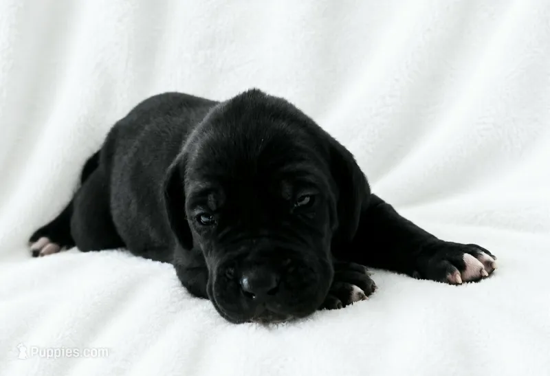 Lark  – Great Dane puppy for sale in San Angelo, TX