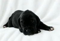 Lark , a female Great Dane for sale in San Angelo, TX – 1 of 6
