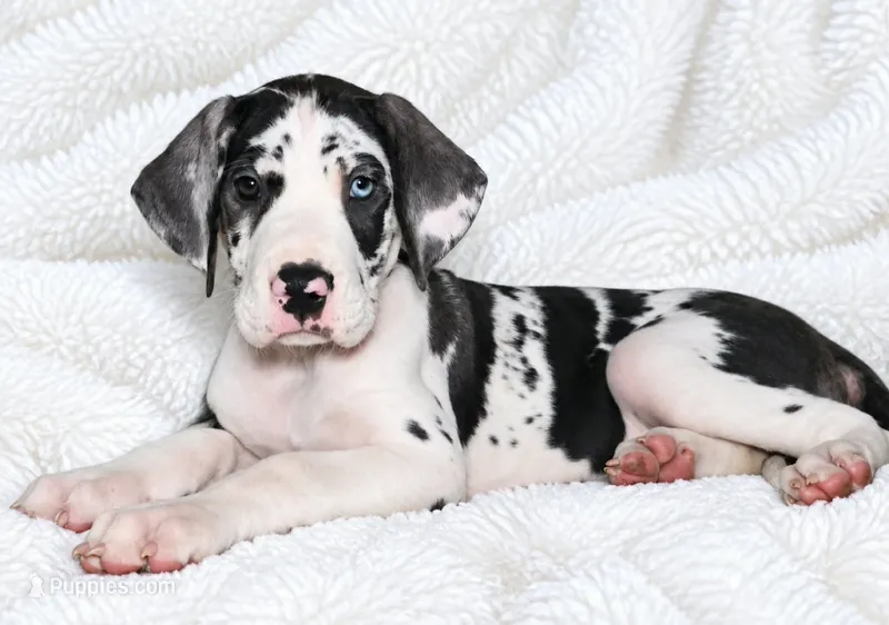 Makani  – Great Dane puppy for sale in San Angelo, TX