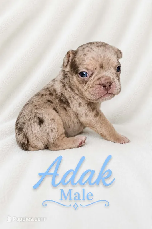 Adak – French Bulldog puppy for sale in San Angelo, TX