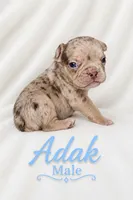 Adak, a male French Bulldog for sale in San Angelo, TX – 1 of 4
