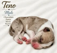 Teno, a male Great Dane for sale in San Angelo, TX – 2 of 2
