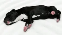 Cass, a male Great Dane for sale in San Angelo, TX – 3 of 3