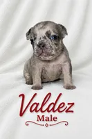 Valdez , a male French Bulldog for sale in San Angelo, TX – 1 of 5