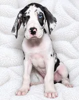 Makani , a female Great Dane for sale in San Angelo, TX – 2 of 10