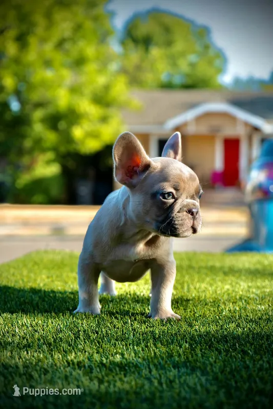 Valdez  – French Bulldog puppy for sale in San Angelo, TX