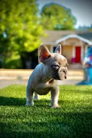Valdez , a male French Bulldog for sale in San Angelo, TX – 1 of 7