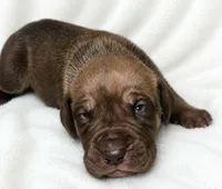 Takara , a male Great Dane for sale in San Angelo, TX – 9 of 10