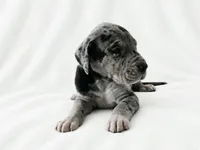 Orkid , a female Great Dane for sale in San Angelo, TX – 9 of 10
