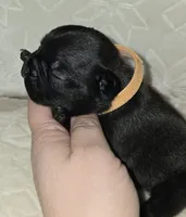 Homer , a male French Bulldog for sale in San Angelo, TX – 5 of 6