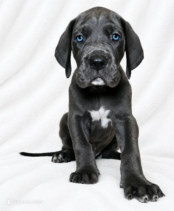 Carver – Great Dane puppy for sale in San Angelo, TX
