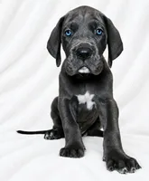Carver, a female Great Dane for sale in San Angelo, TX – 1 of 9