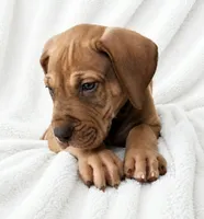 Takara , a male Great Dane for sale in San Angelo, TX – 7 of 10