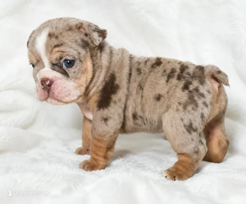 Victoria  – English Bulldog puppy for sale in San Angelo, TX