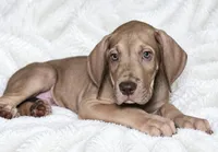 Takara , a male Great Dane for sale in San Angelo, TX – 2 of 8