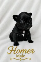 Homer , a male French Bulldog for sale in San Angelo, TX – 2 of 6