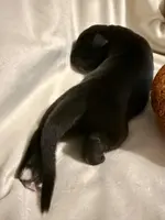 Mufasa, a male Great Dane for sale in San Angelo, TX – Photo 2 of 3