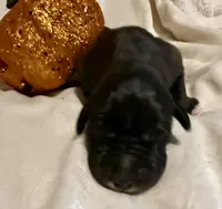 Mufasa, a male Great Dane for sale in San Angelo, TX – Photo 3 of 3