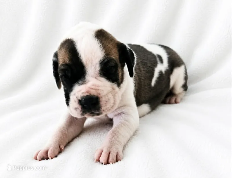 Pepin  – Great Dane puppy for sale in San Angelo, TX