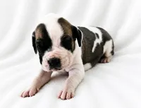 Pepin , a female Great Dane for sale in San Angelo, TX – 6 of 8