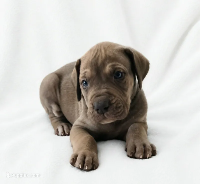 Takara  – Great Dane puppy for sale in San Angelo, TX