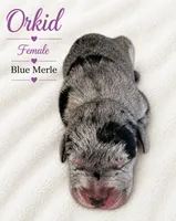 Orkid , a female Great Dane for sale in San Angelo, TX – 1 of 2