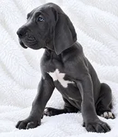 Carver, a male Great Dane for sale in San Angelo, TX – 3 of 10