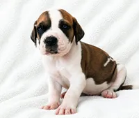 Pepin , a female Great Dane for sale in San Angelo, TX – 4 of 8
