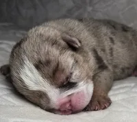 Victoria , a female English Bulldog for sale in San Angelo, TX – 4 of 6