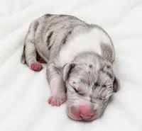 Walker , a male Great Dane for sale in San Angelo, TX – 3 of 3